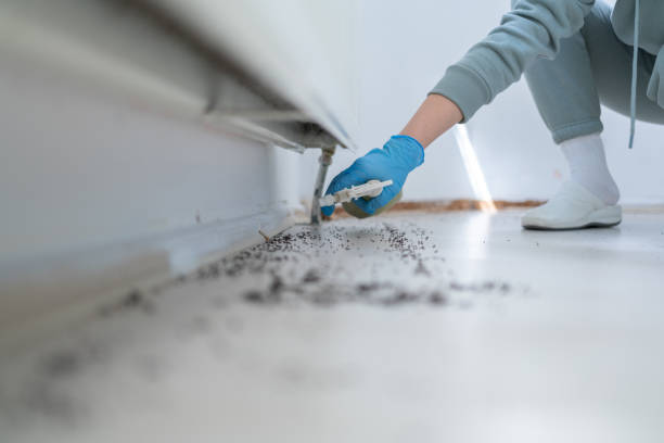 Reliable Murphysboro, IL Pest Control Solutions